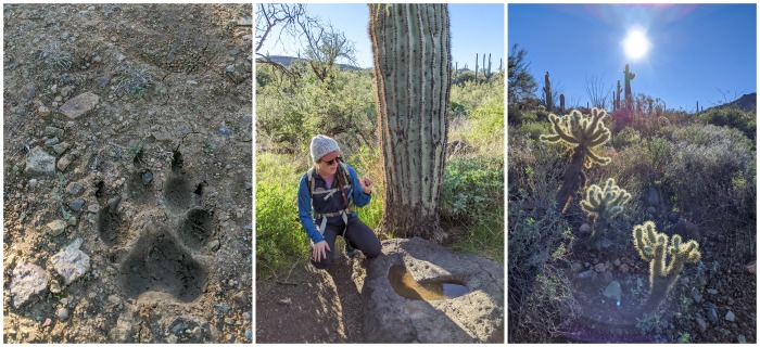 4 Days in Scottsdale, Arizona // A Jam-Packed Itinerary With a Bit of Everything | Things to do in Scottsdale: metate trail hike with civana, #hiking #desert #civana #scottsdale #arizona