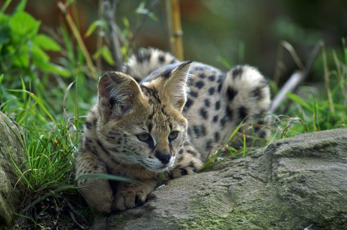 7 Terrific Tours to Take in Tampa, Florida | Big Cat Rescue sanctuary tour #serval #bigcats #animalsanctuary #tampa #florida