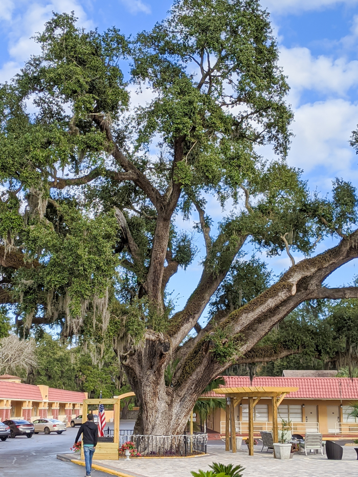 Old Senator live oak at Villa 1565 / 1 day in St. Augustine, Florida: A quick trip to America's oldest city / 24 hours in St. Augustine / day trip to St. Augustine from Jacksonville or day trip to St. Augustine from Orlando 