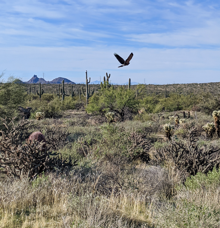 Hawk in the desert / Offseason Arizona: 8 Reasons to Visit Scottsdale in the Winter / Scottsdale, Arizona / #scottsdale #arizona #wintertravel