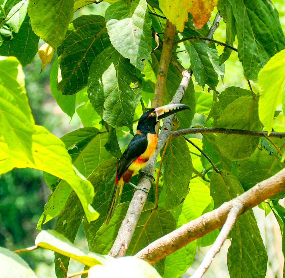 toucan in a jungle tree in Belize