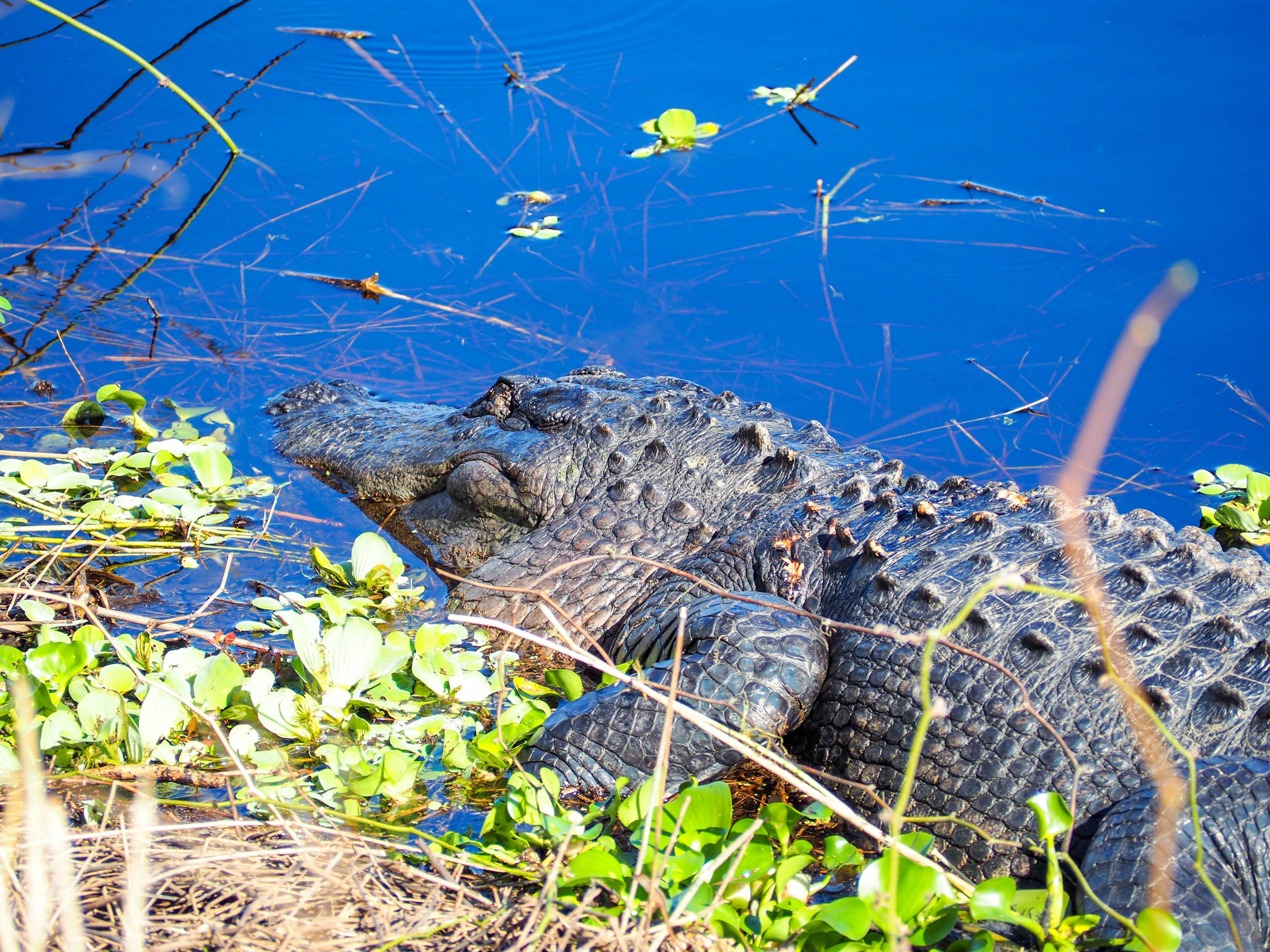 Myakka State Park alligator / 3 days in Sarasota, Florida / What to do in Sarasota, Where to eat in Sarasota, itinerary and information guide