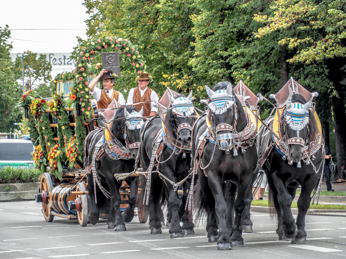 Horse-drawn beer carriages / Must-Know Oktoberfest tips from an Oktoberfest tour guide and locals / what you need to know about oktoberfest in munich, germany