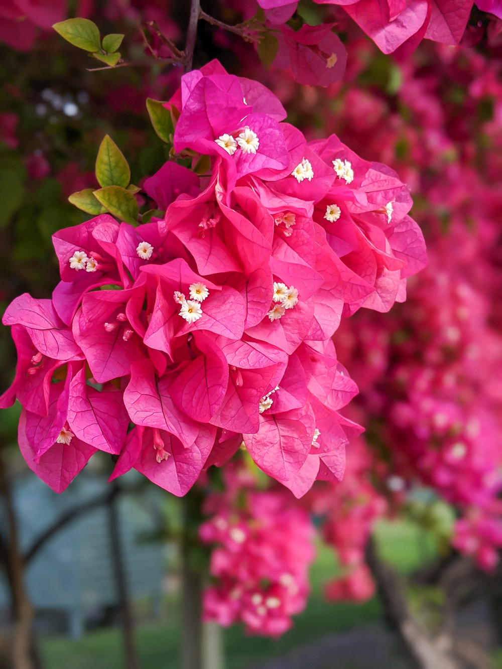 2 days in Fort Myers, Florida, a fun weekend itinerary: pink bougainvillea