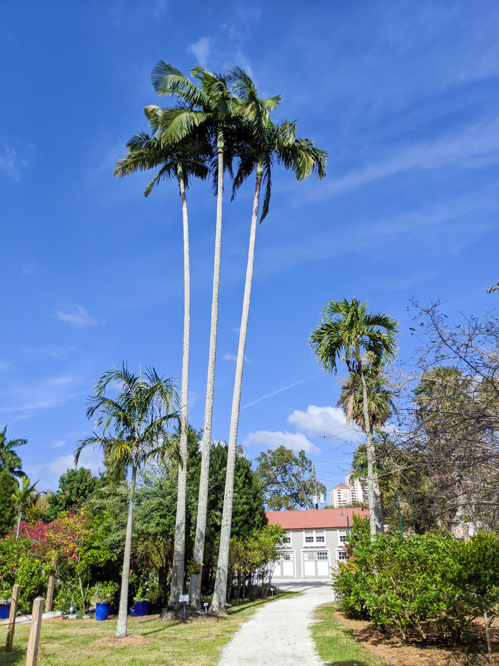2 days in Fort Myers, Florida, a fun weekend itinerary: palm trees at Edison and Ford estate