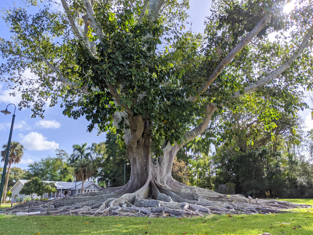 2 days in Fort Myers, Florida, a fun weekend itinerary: Edison and Ford Winter Estates, banyan tree and botanical gardens