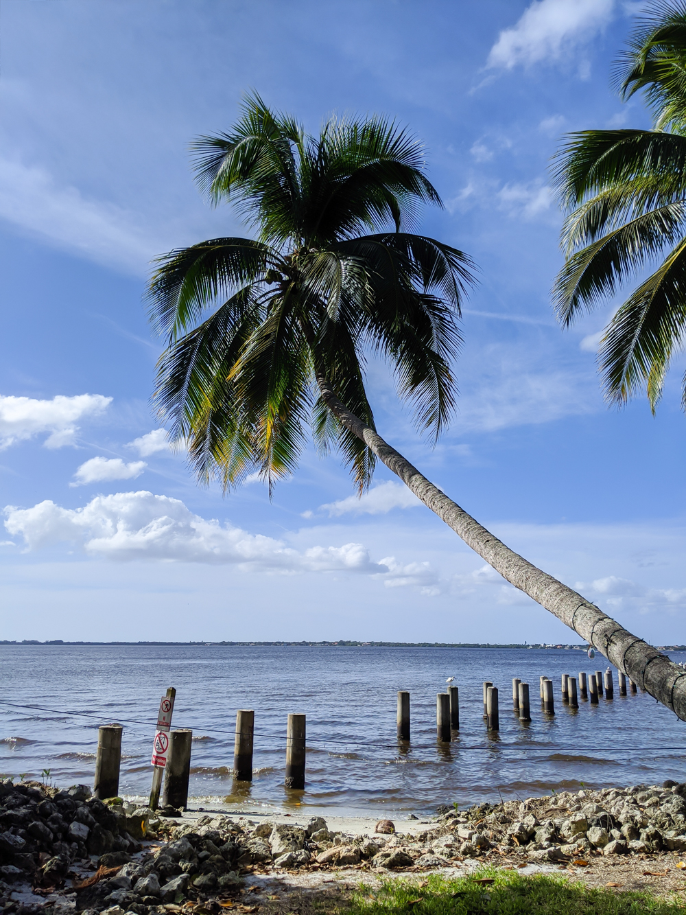 2 days in Fort Myers, Florida, a fun weekend itinerary: palm trees