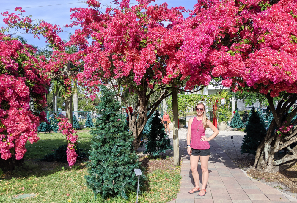 2 days in Fort Myers, Florida, a fun weekend itinerary: Edison and Ford Winter Estates, pink bougainvillea