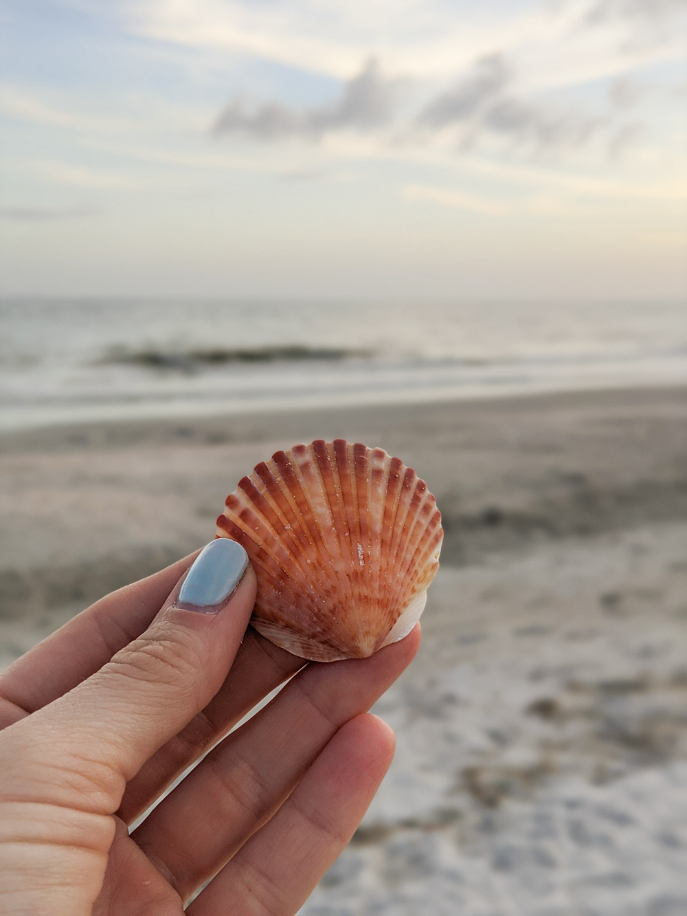 2 days in Fort Myers, Florida, a fun weekend itinerary: Sanibel island seashell