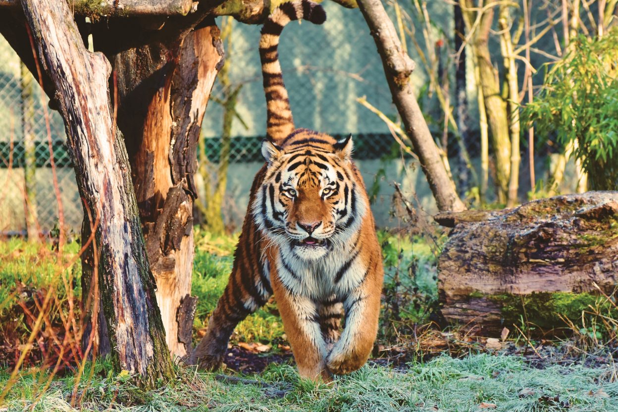 I worked at Big Cat Rescue. Here's What You Need to Know about Tiger King and Travel