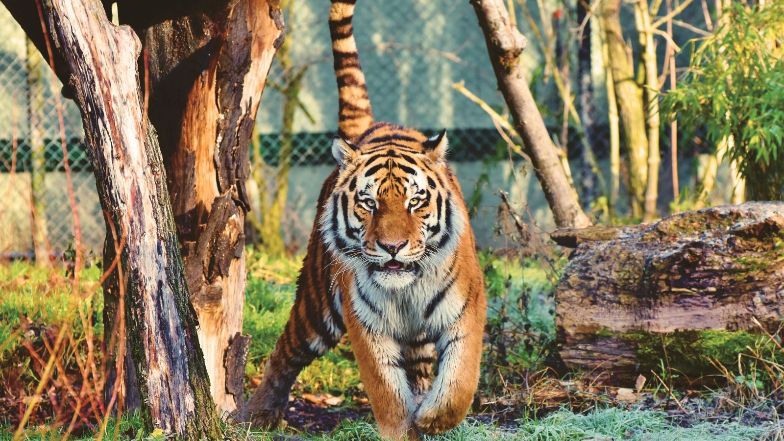 I worked at Big Cat Rescue. Here's What You Need to Know about Tiger King and Travel