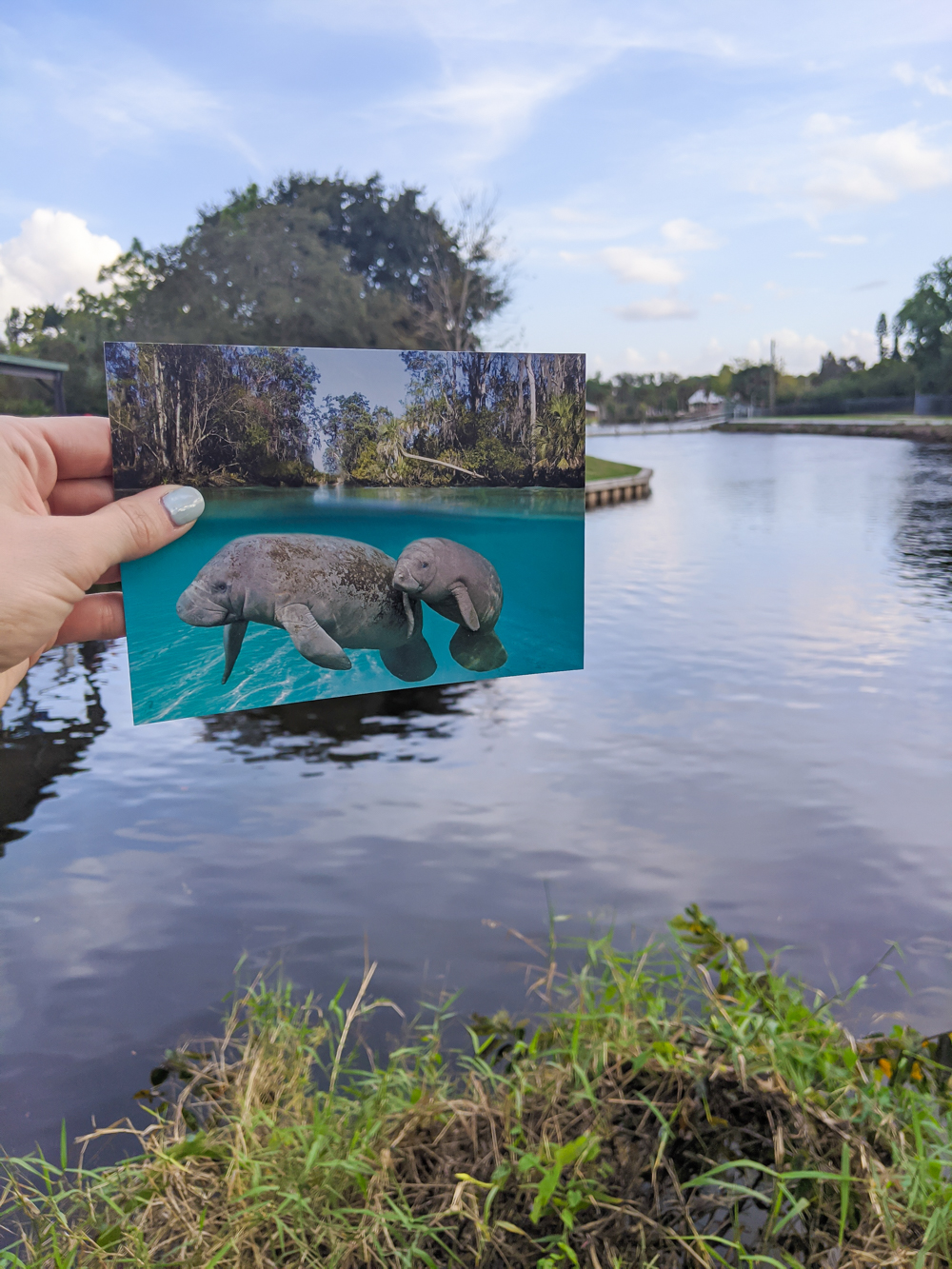 2 days in Fort Myers, Florida, a fun weekend itinerary: Manatee Park