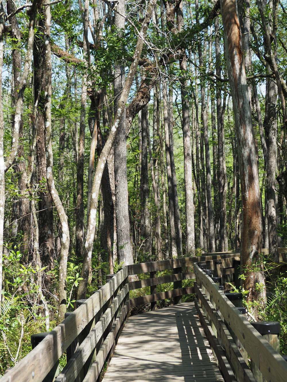 2 dagen in Fort Myers, Florida, een leuk weekend: Six Mile Slough Preserve boardwalk