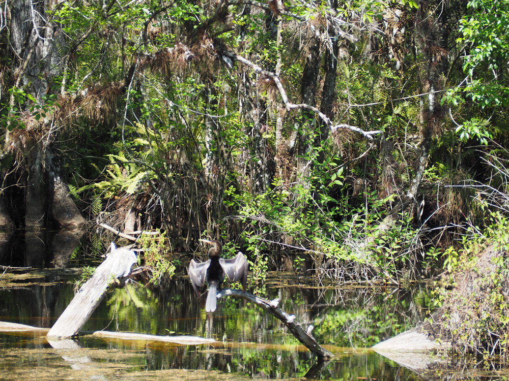 2 days in Fort Myers, Florida, a fun weekend itinerary: Six Mile Slough Preserve bird