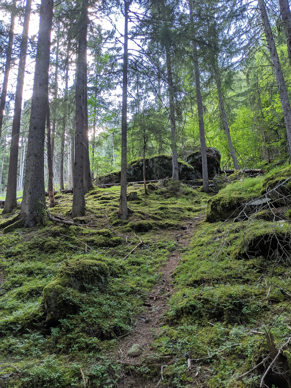 Awesome things to do in Chamonix in the summer: Alpine bucket list / mossy forest