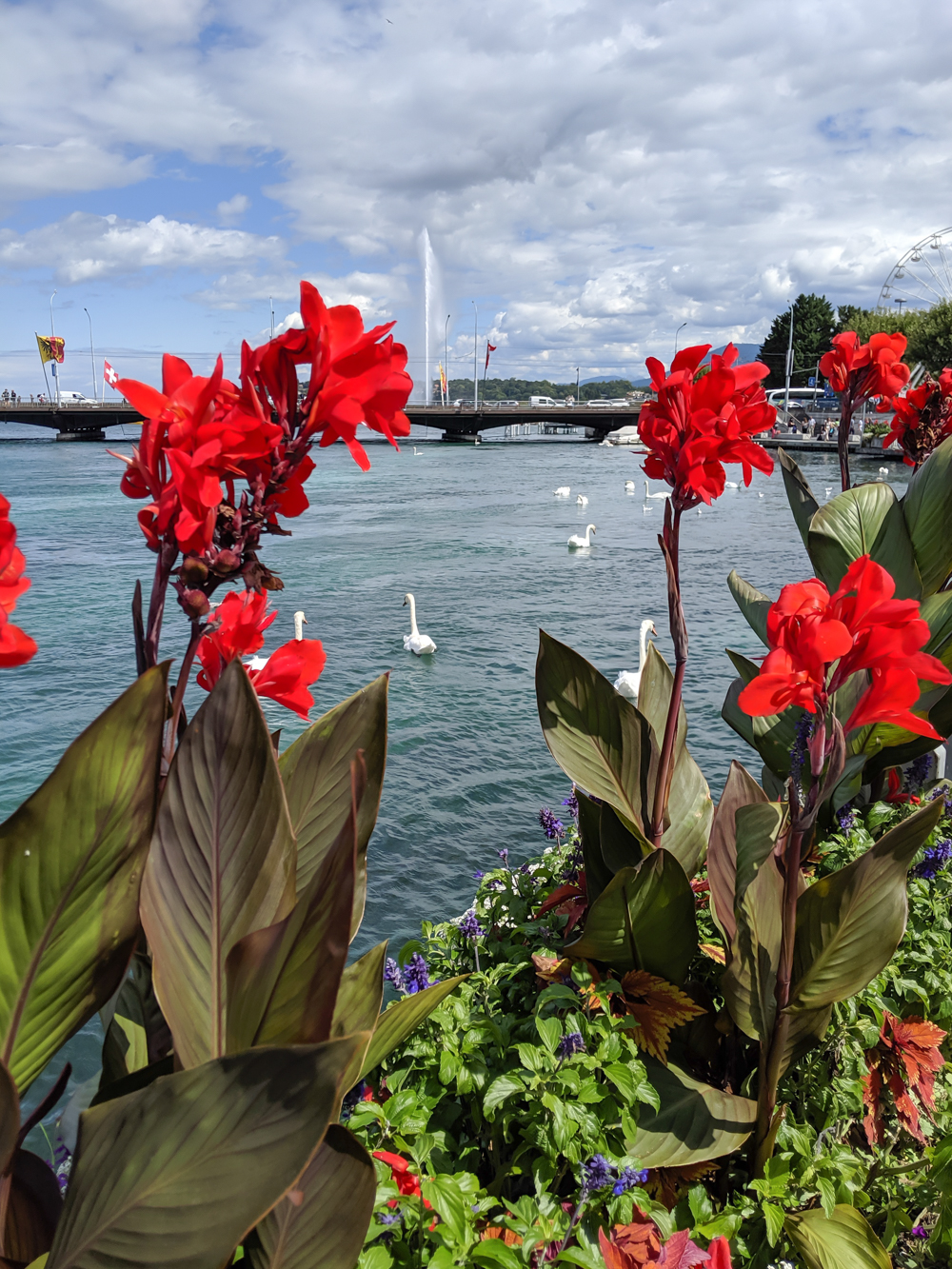 Day trip to Geneva, Switzerland from Chamonix, France / Lake Geneva, Jet d'Eau, swans, red flowers