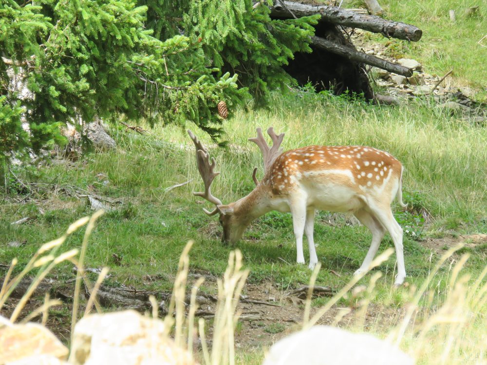 Awesome things to do in Chamonix in the summer: Alpine bucket list / Merlet Animal Park hikers