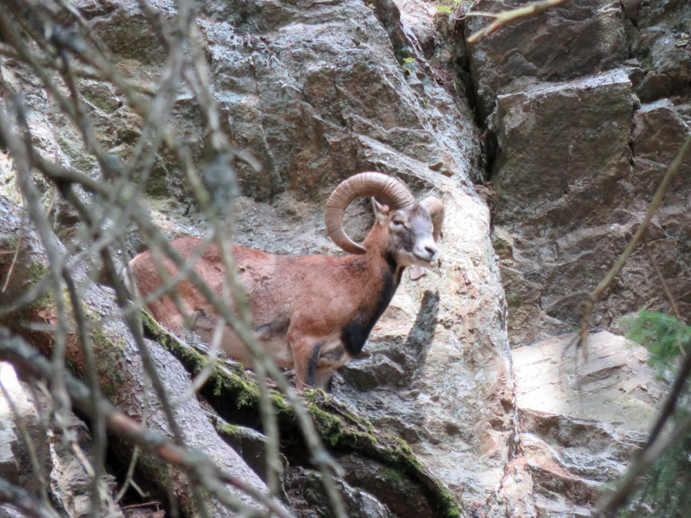 Awesome things to do in Chamonix in the summer: Alpine bucket list / Merlet Animal Park mouflon