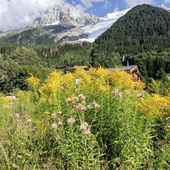 Awesome things to do in Chamonix in the summer: Alpine bucket list / wildflowers