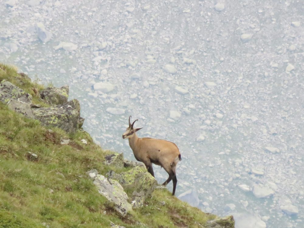 What to pack for Chamonix in the summer / what to wear in chamonix in the summer / alps packing list / chamonix packing guide / binoculars for wildlife, chamois