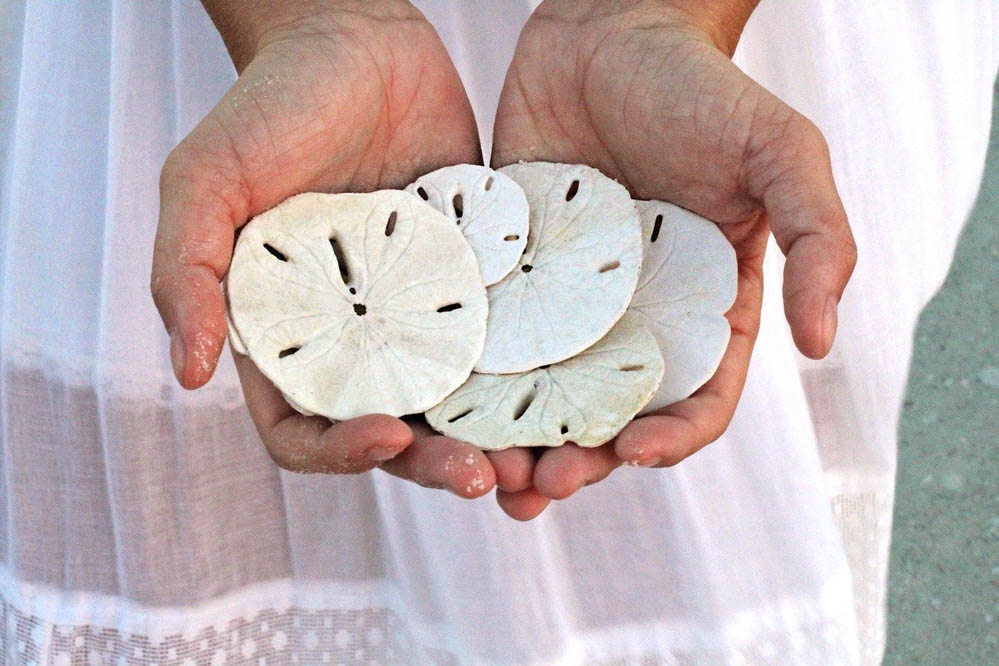 sand dollars in panama city beach florida