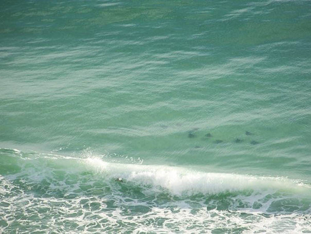 Why visit Panama City Beach, Florida | Reasons to visit Panama City Beach on Florida's Panhandle | sting rays