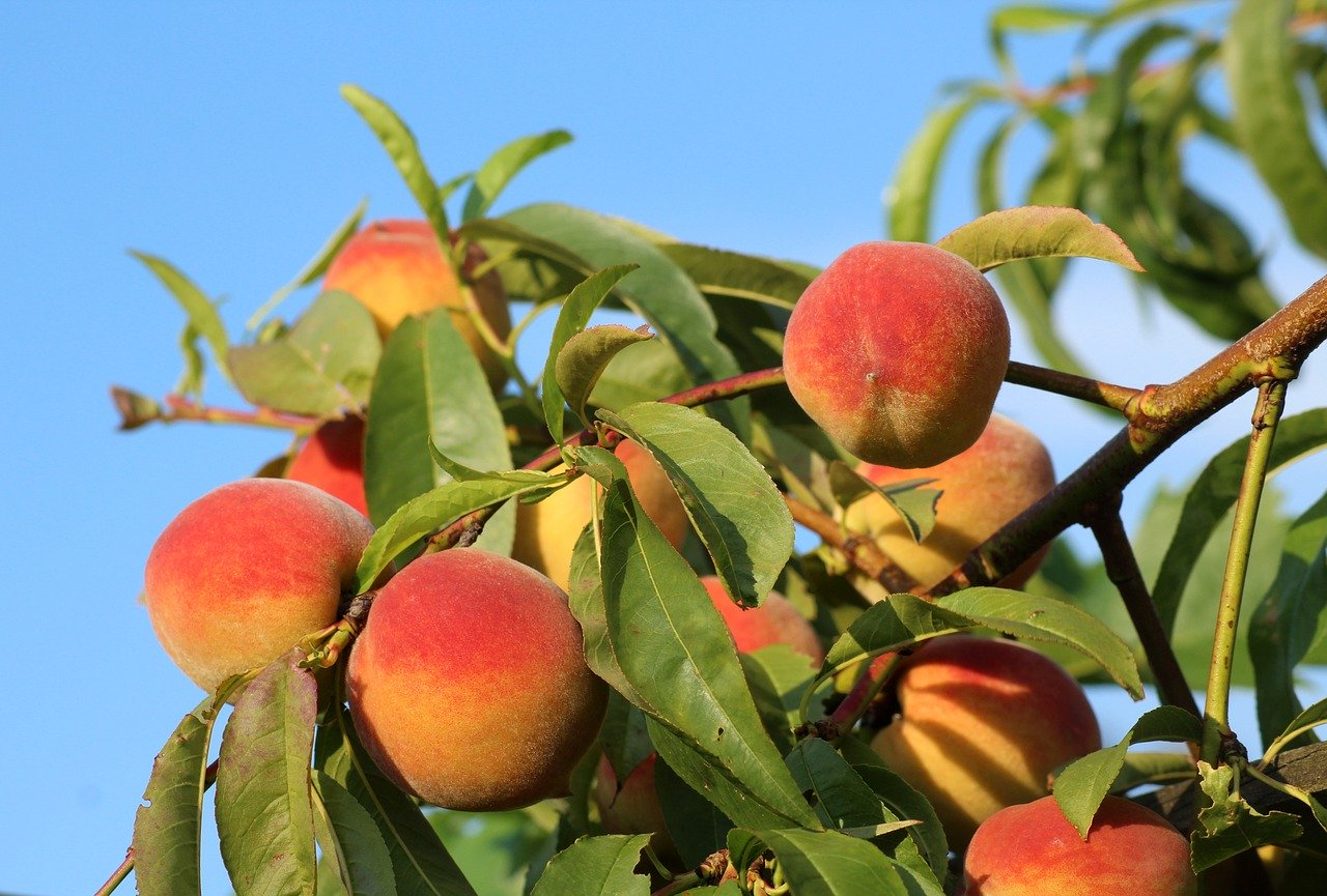 Why visit Panama City Beach, Florida | Reasons to visit Panama City Beach on Florida's Panhandle | fruit wine