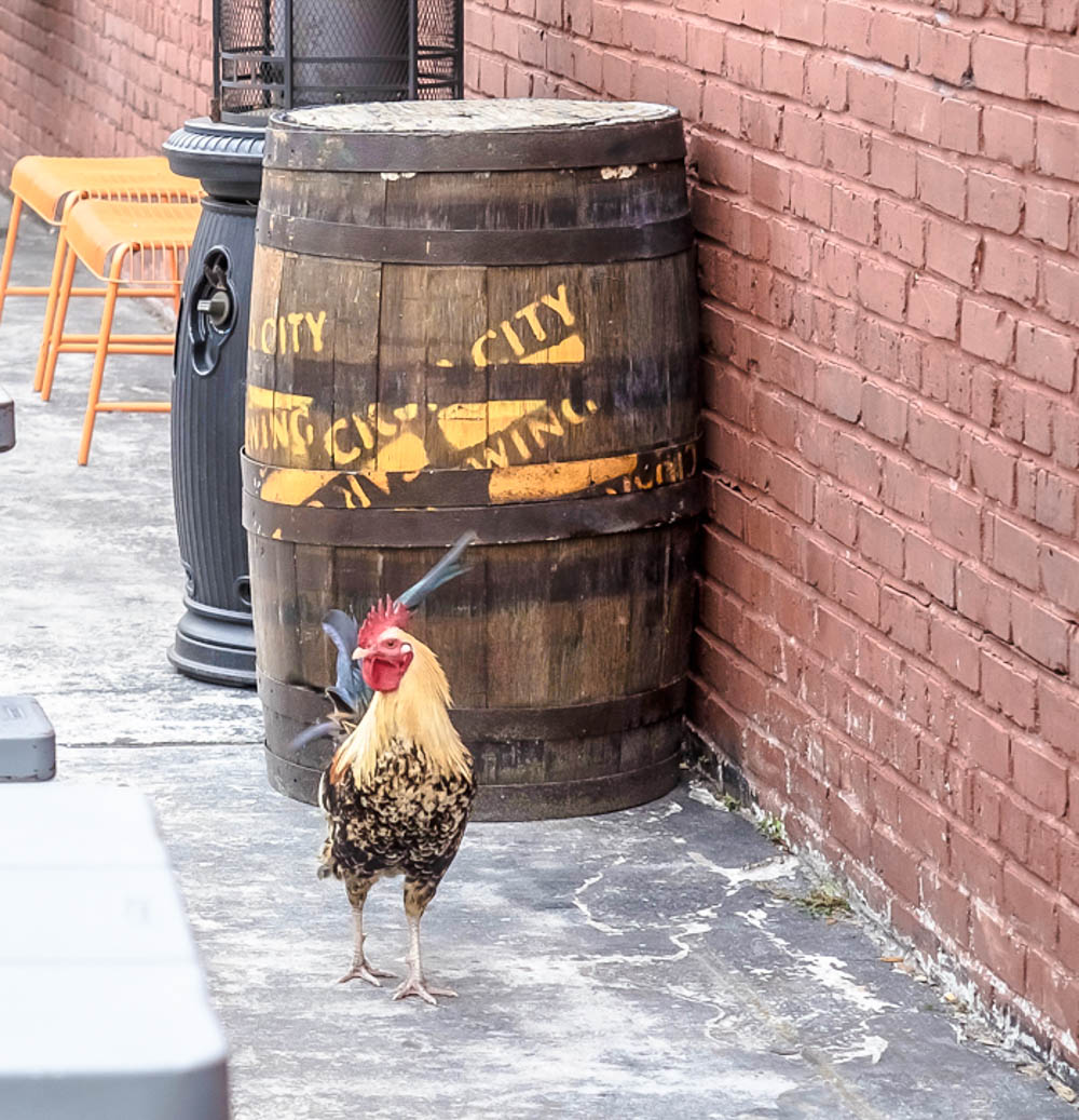 Wild chickens of Ybor City