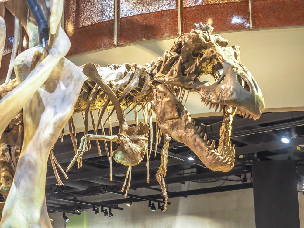 7 Worthwhile Ways to Spend a Weekend in Dallas, Texas | Perot Museum of Nature and Science, dinosaurs