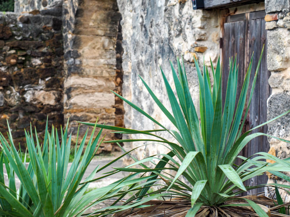 desert plant outside the historical sites in san antonio texas