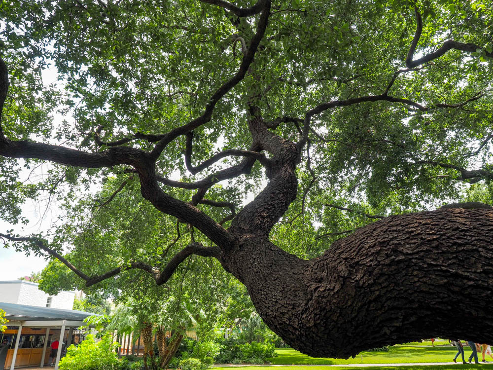 Old tree outside the historical sites in san antonio texas