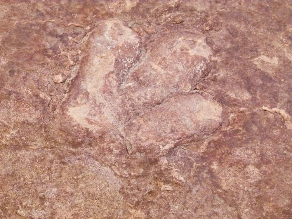 Dinosaur footprints, dinosaur tracks at one of the historical sites in san antonio texas
