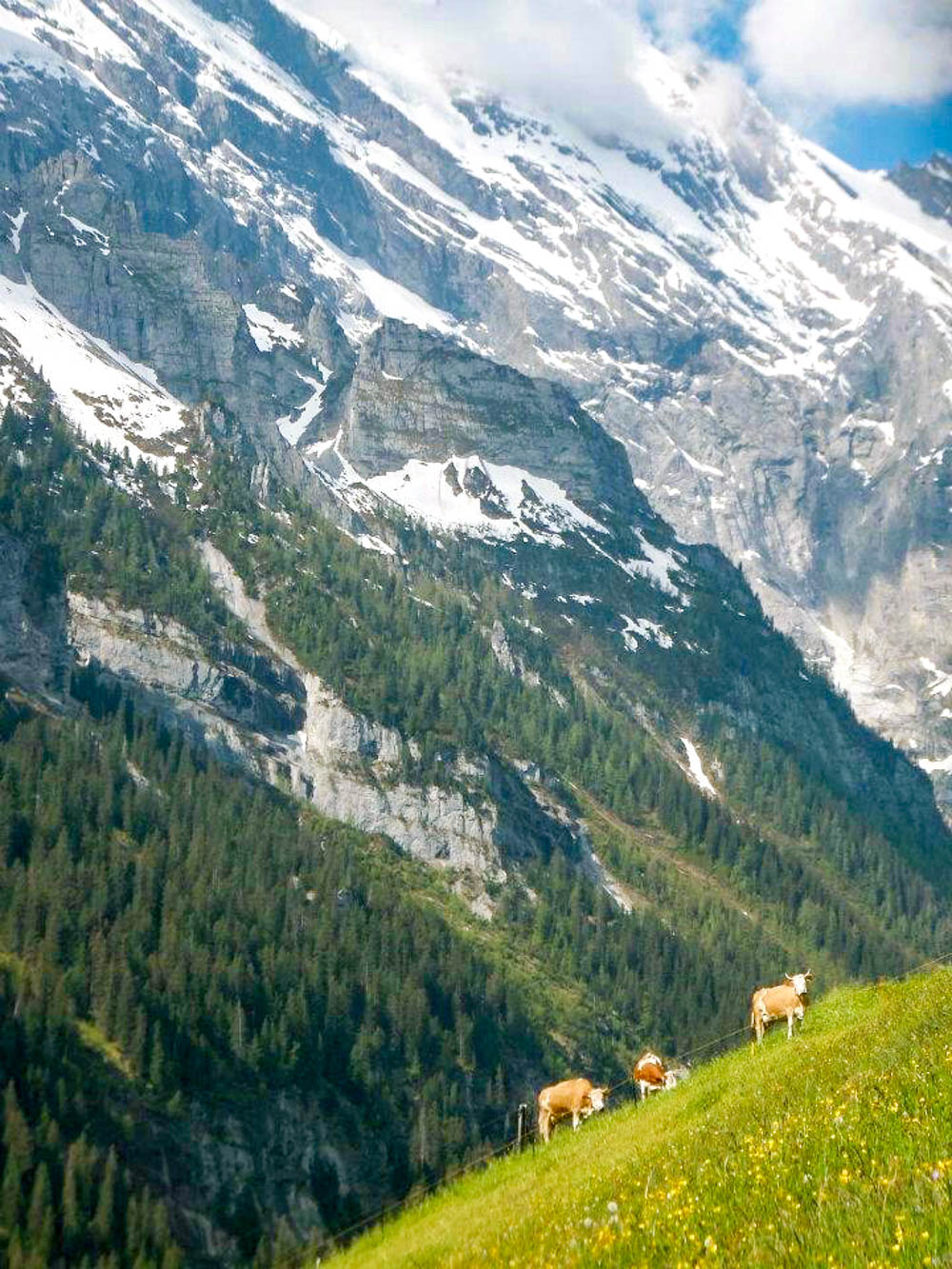 Mountain cows in the Swiss Alps | Where to stay in Gimmelwald, Switzerland: Mountain Hostels and B&Bs | Best places to stay in Gimmelwald