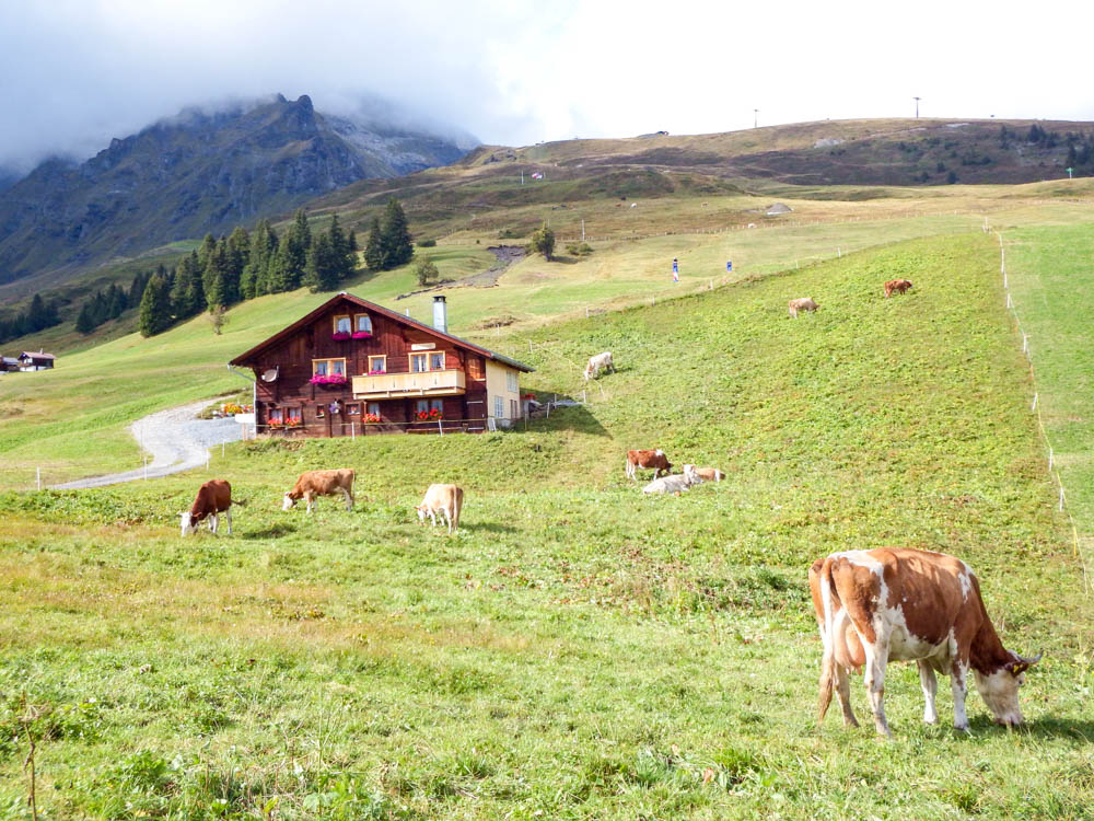 Mountain hut and cow in Swiss Alps | Where to stay in Gimmelwald, Switzerland: Mountain Hostels and B&Bs | Best places to stay in Gimmelwald