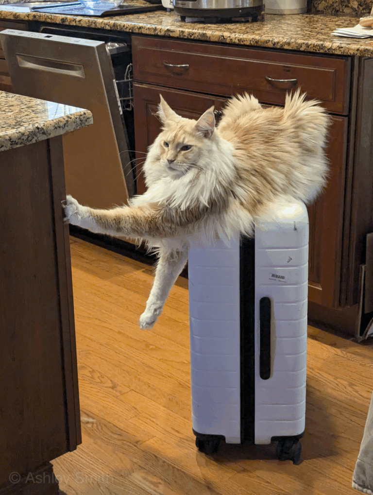 Leaving Cats at Home While on Vacation: Vital Guide to Safety & Sanity
