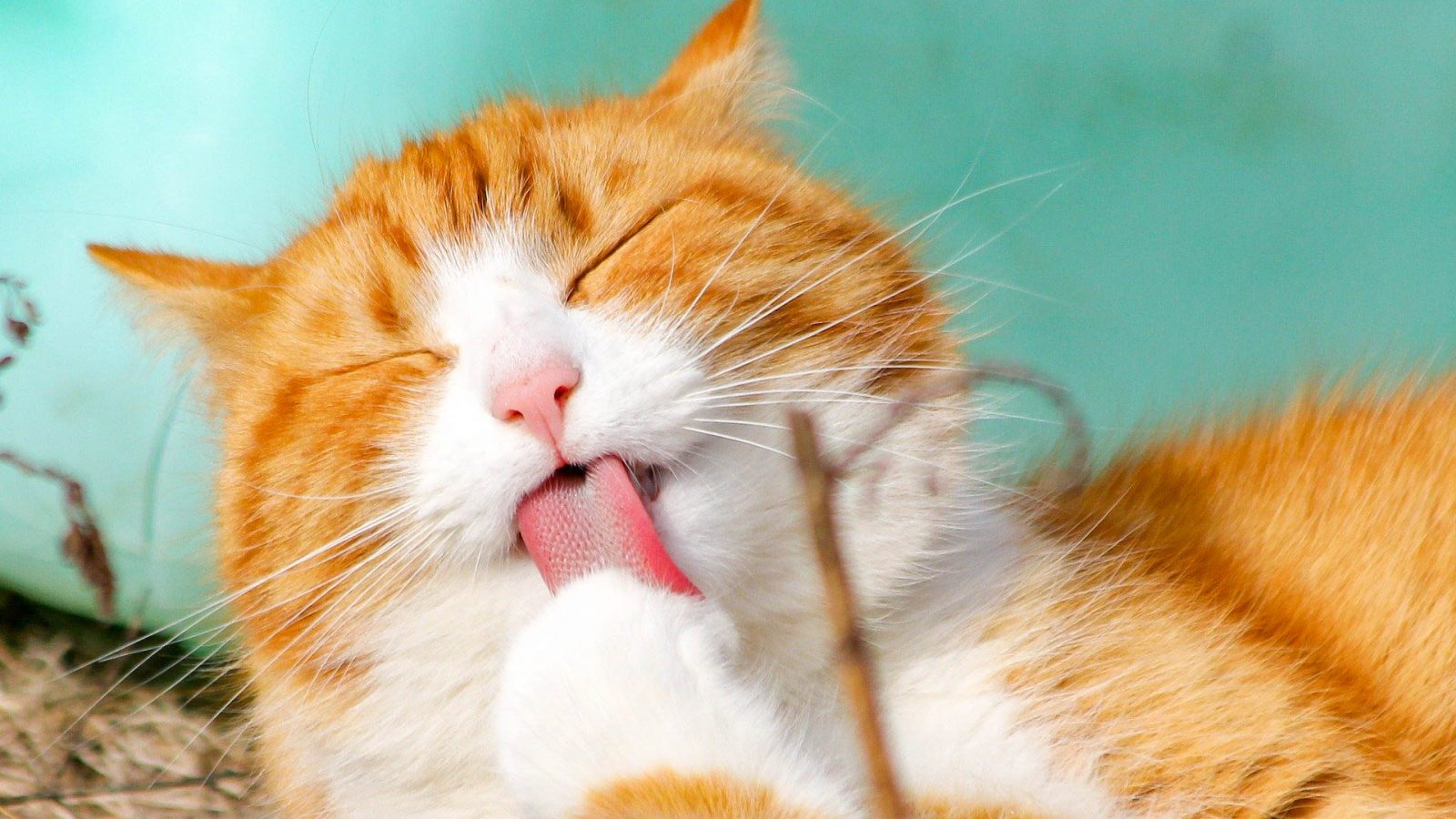 Stuck On You? 6 Reasons Why Your CH Cat May Be Extra Clingy