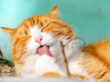 Leaving Cats at Home While on Vacation: A Complete Guide to Safety & Sanity / What to do with your cats when you travel / Anxiety about leaving your cat while on vacation / What you need to know about hiring a cat sitter / tips for leaving cats at home while on vacation