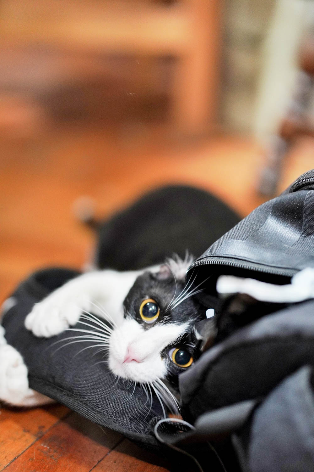 black and white cat in a black zippered bag