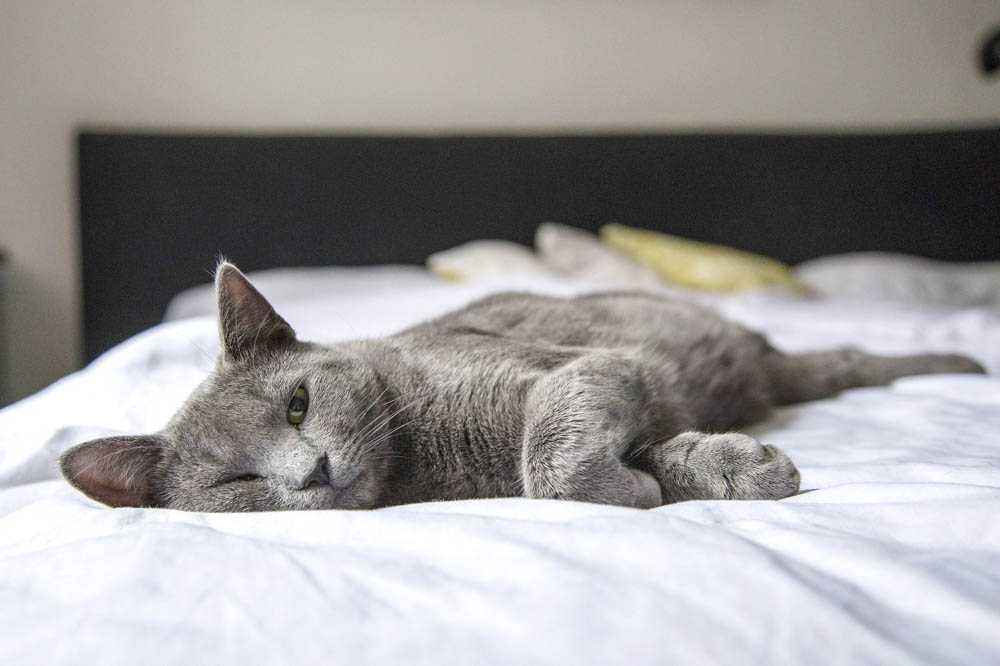 gray cat laying on a bed with white sheets