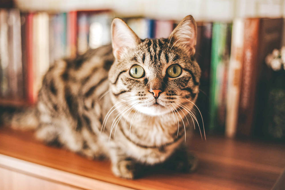 brown striped cat on a bookshelf