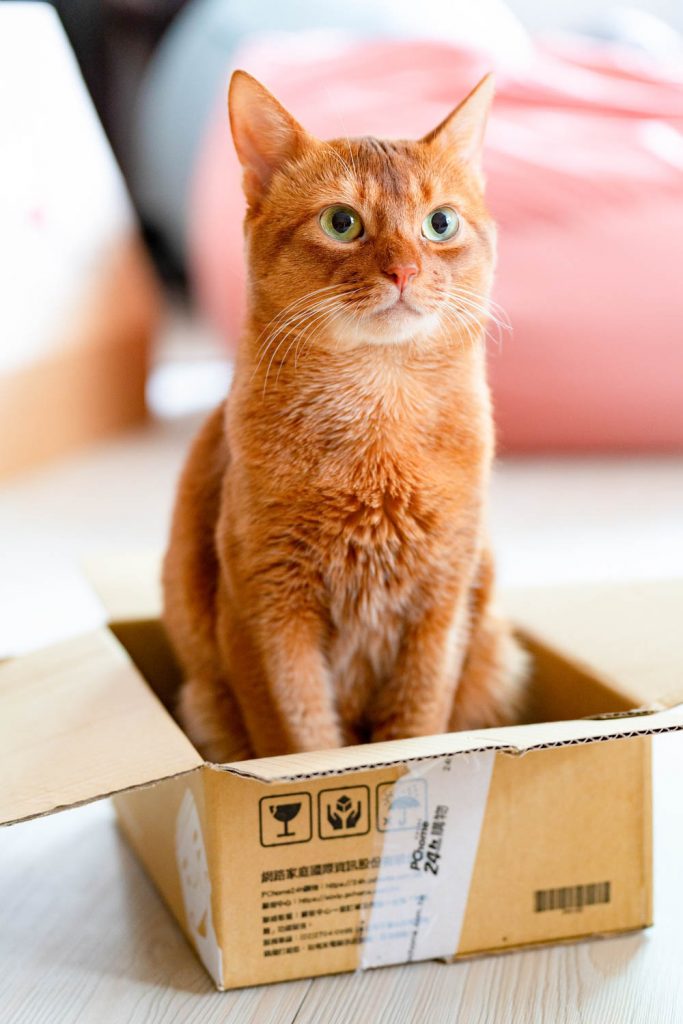 leaving-cats-at-home-while-on-vacation-vital-guide-to-safety-sanity