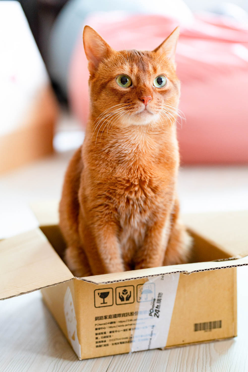 orange cat sitting in a cardboard box