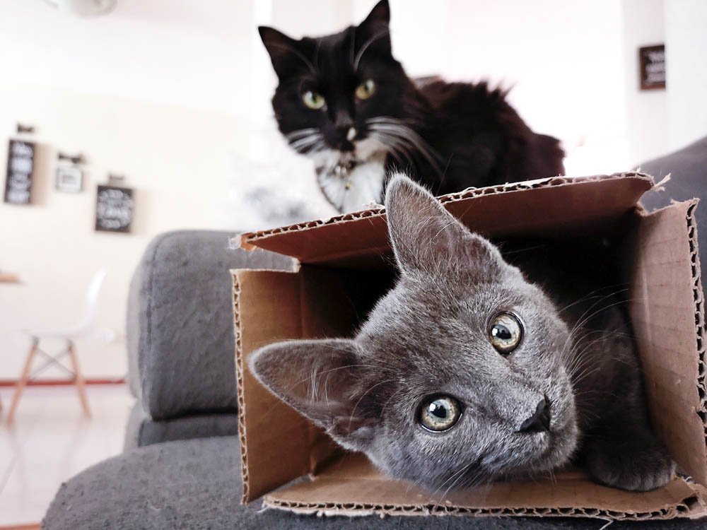 two cats playing in a cardboard box