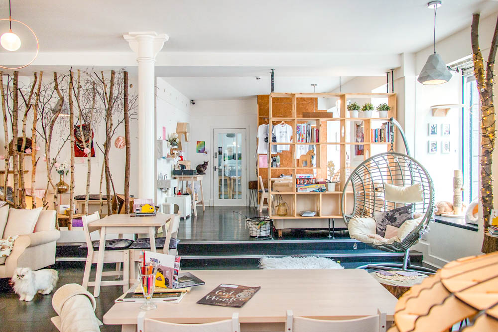 inside of a cat cafe with tables, chairs, shelves, etc.