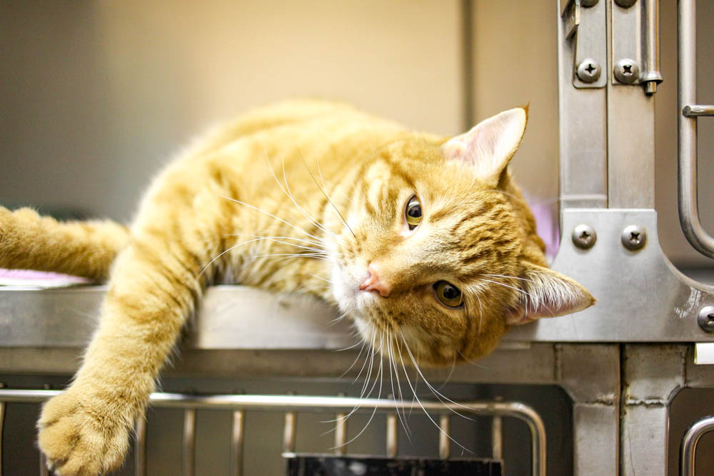 orange cat in a metal cage