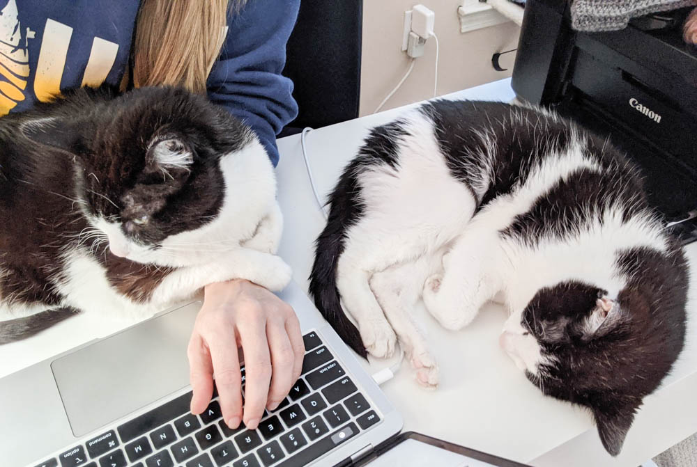 two black and white cats on a computer desk