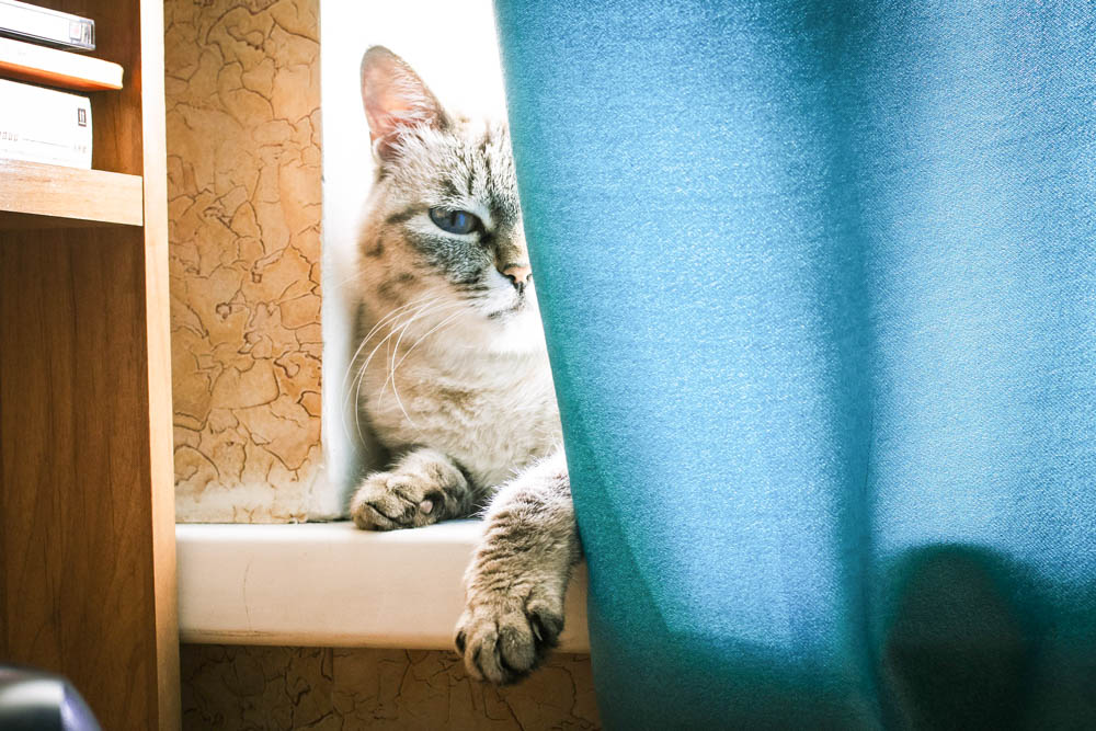 Gray and white cat in a window behind blue curtains