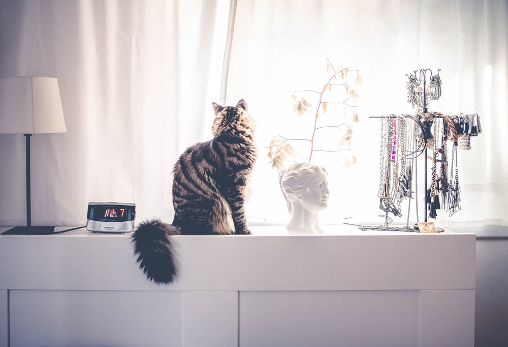 gray striped cat on a dresser with lots of jewelry and a lamp