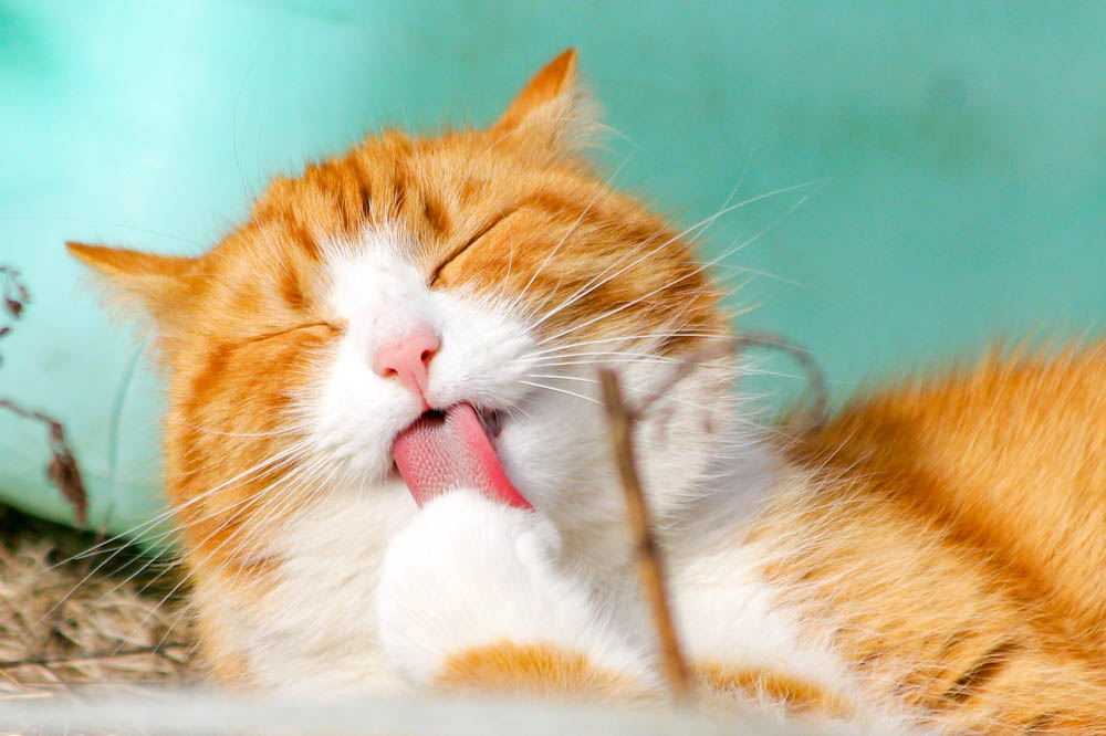 orange cat licking his paw in front of a teal wall