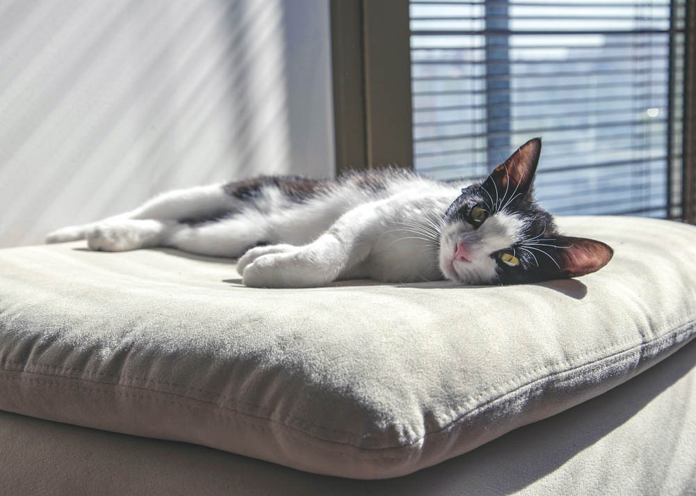 black and white cat laying on a beige pillow in the sun